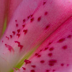 Spot the difference: How to identify different types of spots
