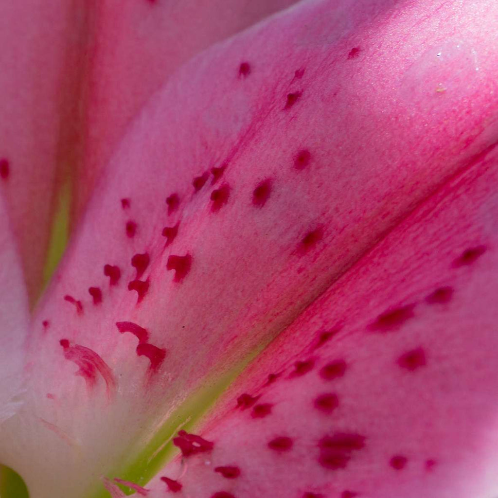 Spot the difference: How to tell your spots apart